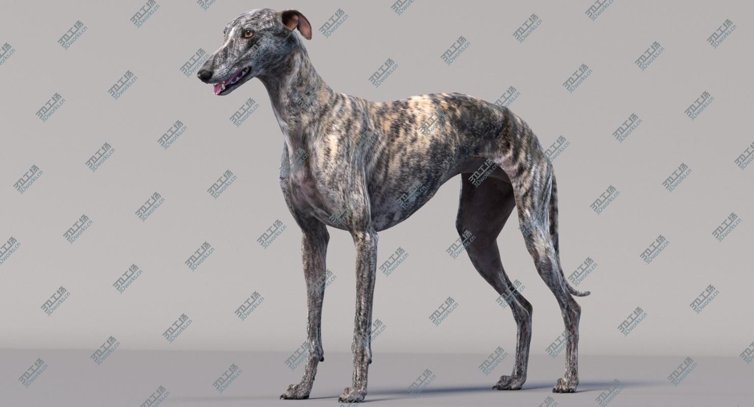images/goods_img/2021040162/3D Greyhound (2)/3.jpg